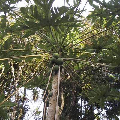 papayatree